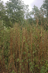 Dipsacus pilosus