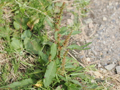 Rumex