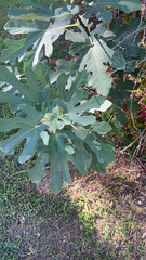 Ficus carica
