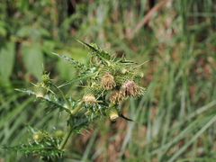 Cirsium arisanense