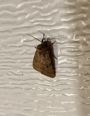 Protorthodes oviduca