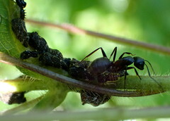 Camponotus chromaiodes