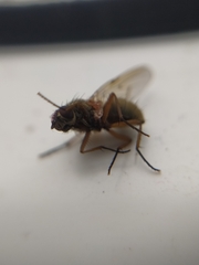 Muscoidea