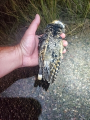 Phalaenoptilus nuttallii