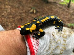 Salamandra salamandra