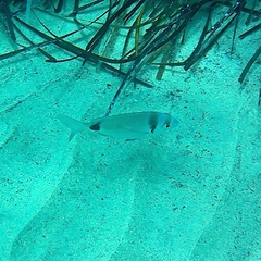 Diplodus vulgaris