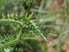 Cirsium arisanense