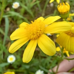 Senecio littoreus