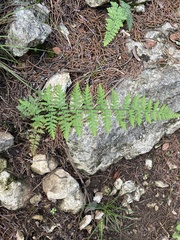 Myriopteris alabamensis