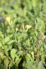 Oenothera rubricaulis