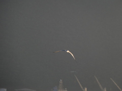Charadriiformes