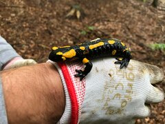 Salamandra salamandra