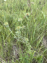 Carlina biebersteinii