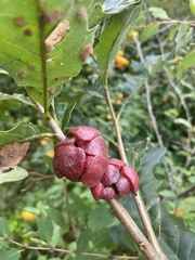 Andricus quercusstrobilanus