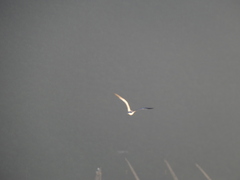 Charadriiformes