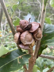 Andricus quercusstrobilanus