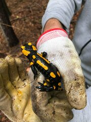 Salamandra salamandra