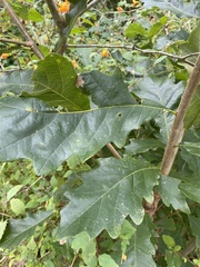 Andricus quercusstrobilanus