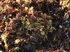 Sargassum