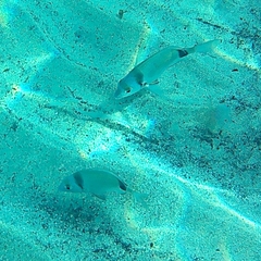 Diplodus vulgaris