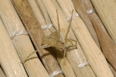 Anyphaena accentuata