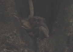 Tarsius spectrumgurskyae