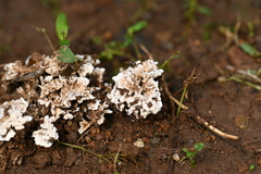 Podoscypha petalodes