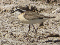 Charadrius pecuarius