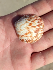 Glycymeris glycymeris