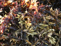 Sargassum