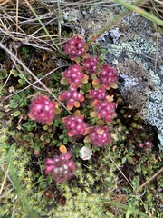 Thymus praecox britannicus