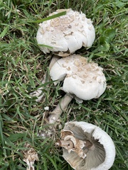 Chlorophyllum