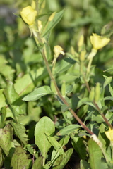 Oenothera rubricaulis