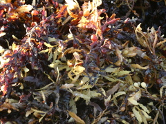 Sargassum
