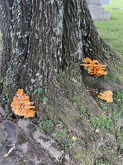 Laetiporus sulphureus