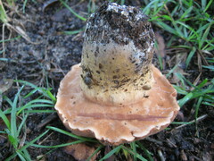 Tylopilus tabacinus