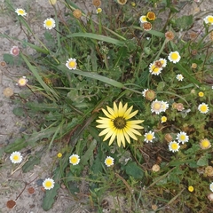 Arctotheca calendula