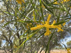 Acacia longifolia