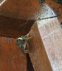 Megachile centuncularis