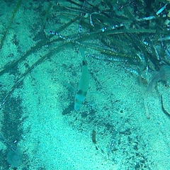 Diplodus vulgaris