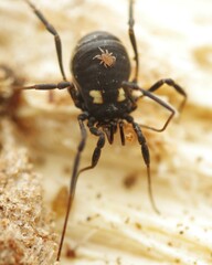 Nemastoma bimaculatum