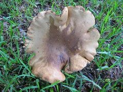 Tylopilus tabacinus