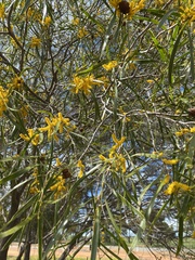 Acacia longifolia
