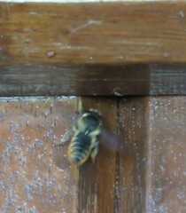 Megachile centuncularis