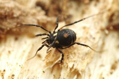 Nemastoma bimaculatum