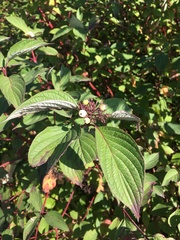 Cornus alba