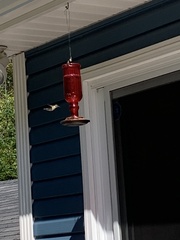 Archilochus colubris