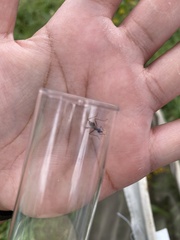 Taeniaptera trivittata