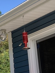 Archilochus colubris