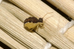 Sminthurus maculatus